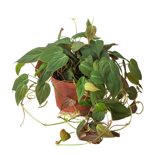 Philodendron Micans Live Plant – Velvet Heartleaf