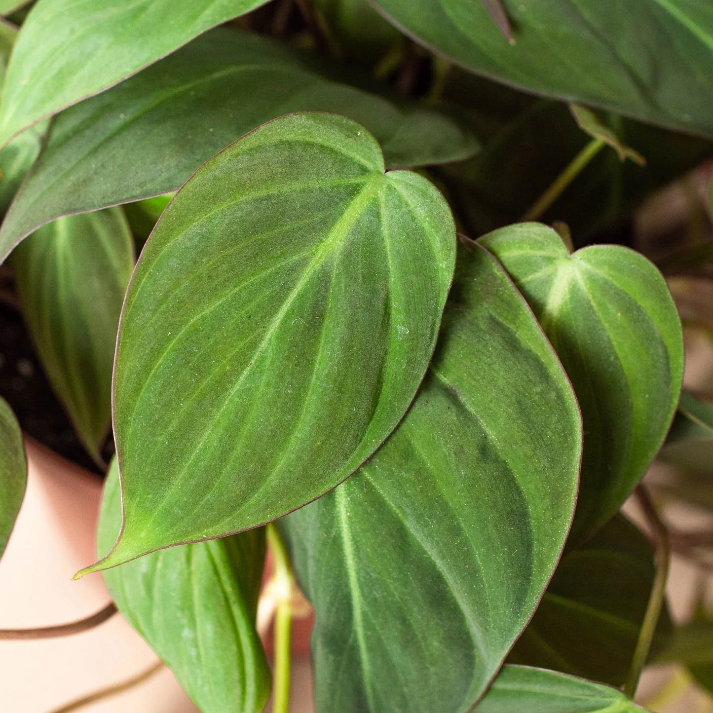 Philodendron Micans Live Plant – Velvet Heartleaf