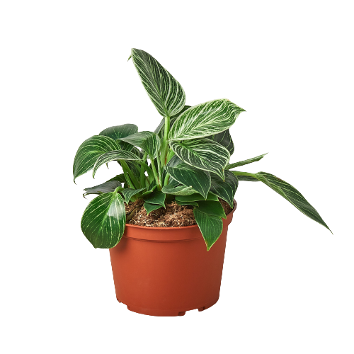 Birkin Philodendron Live Houseplant – 6 Inch Pot
