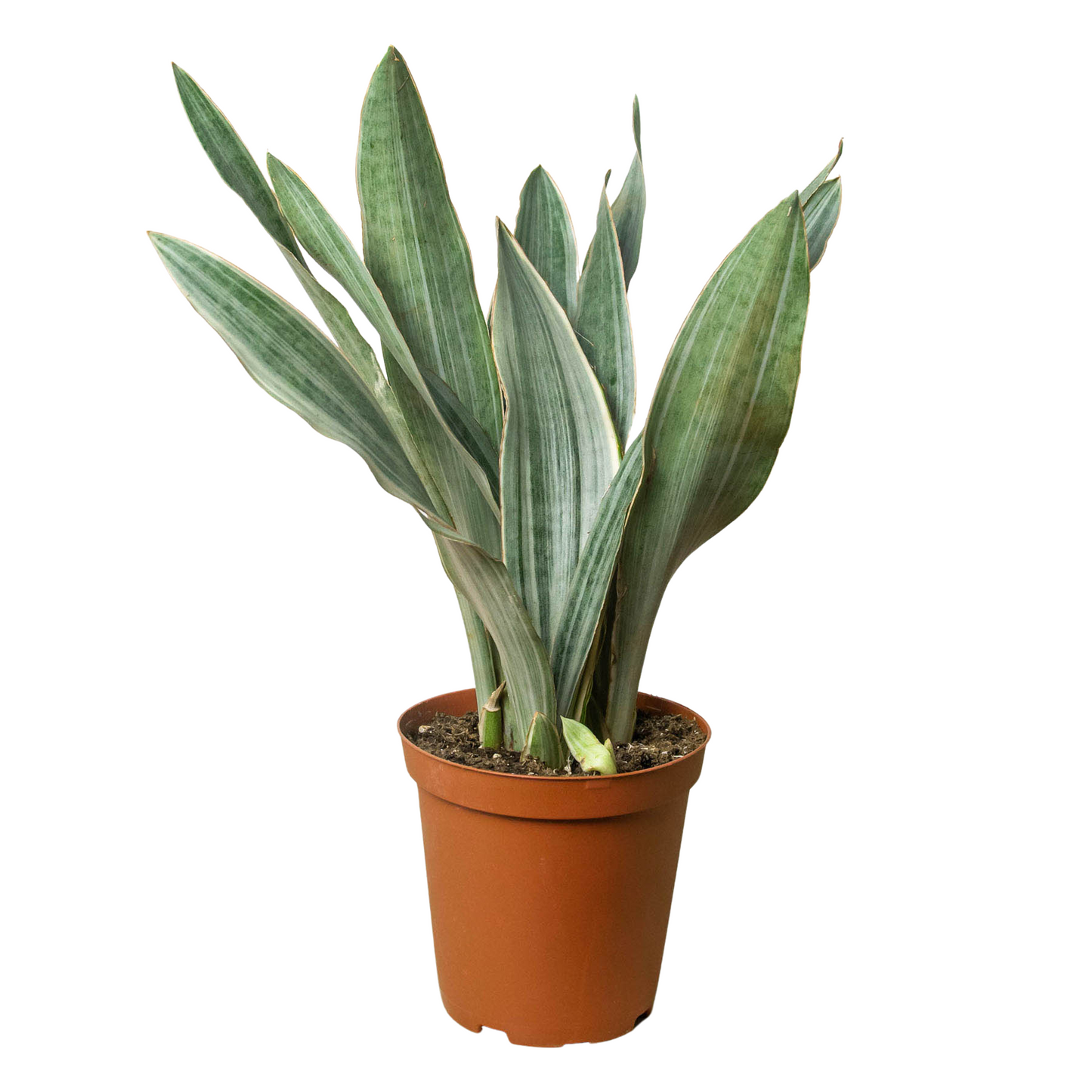 Sayuri Snake Plant Live Houseplant