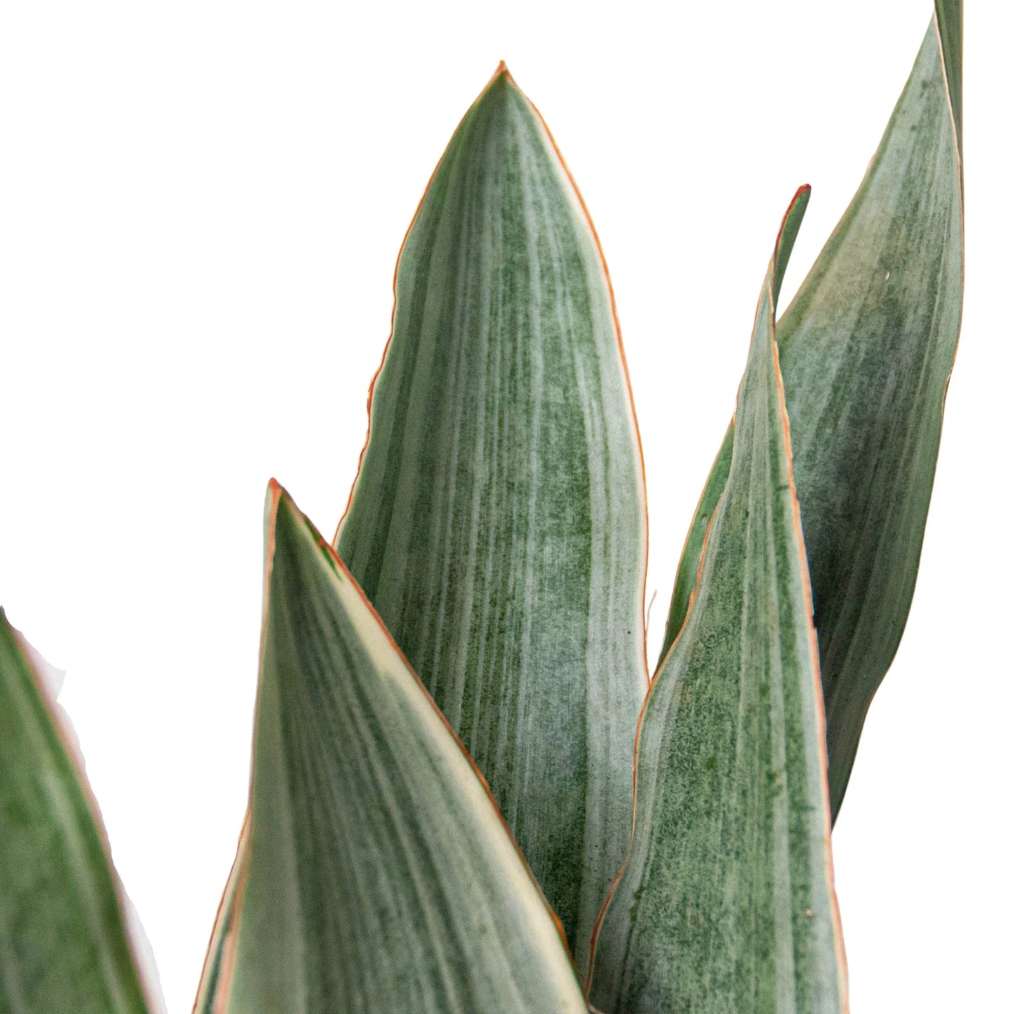 Sayuri Snake Plant Live Houseplant