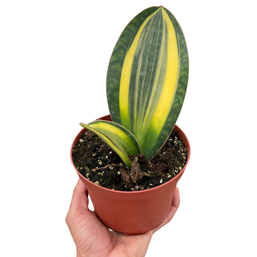 Shark Fin Snake Plant Variegated Live Houseplant