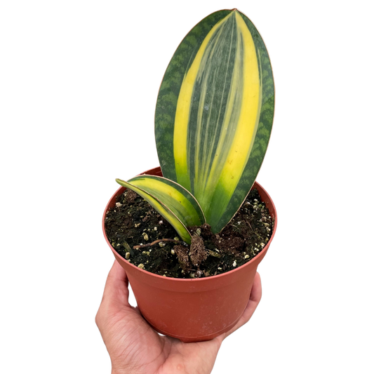 Shark Fin Snake Plant Variegated Live Houseplant