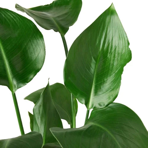 White Bird of Paradise Live Tropical Plant
