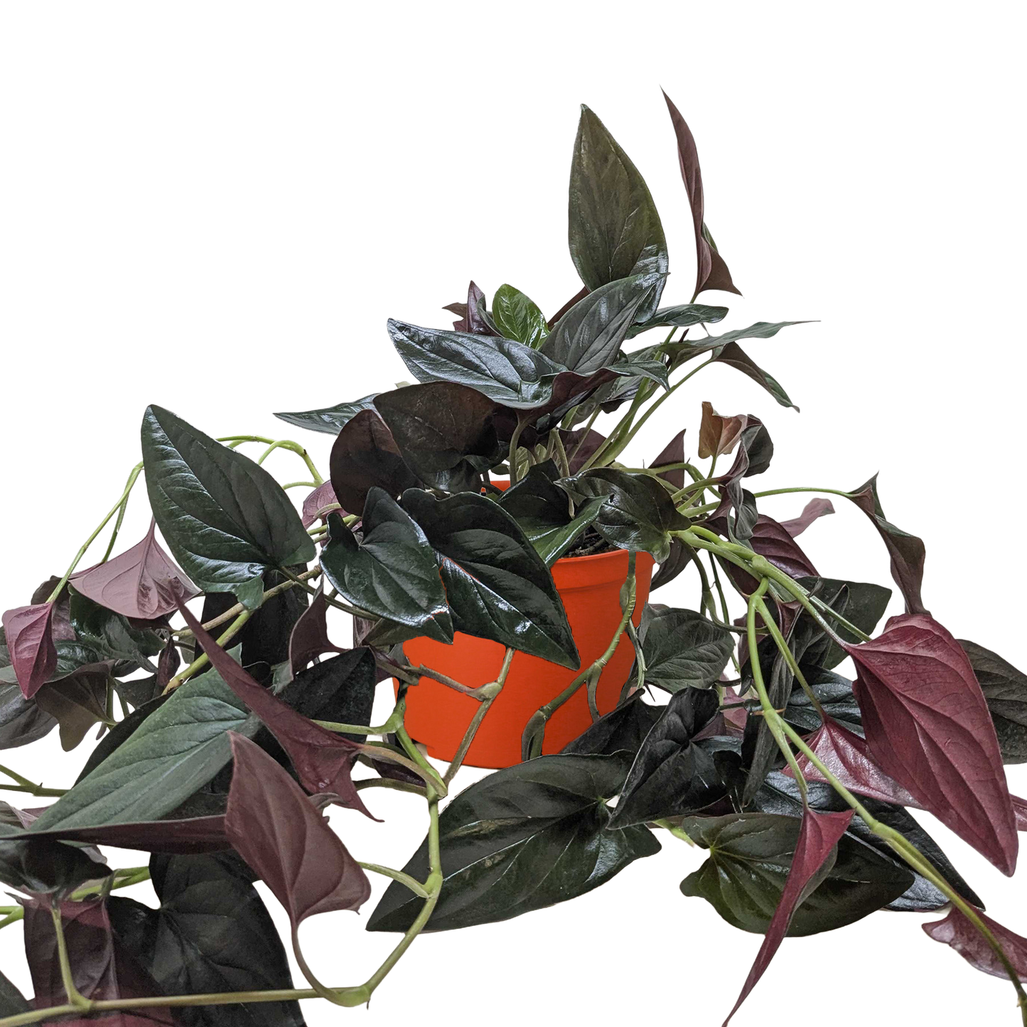 Syngonium Red Arrow