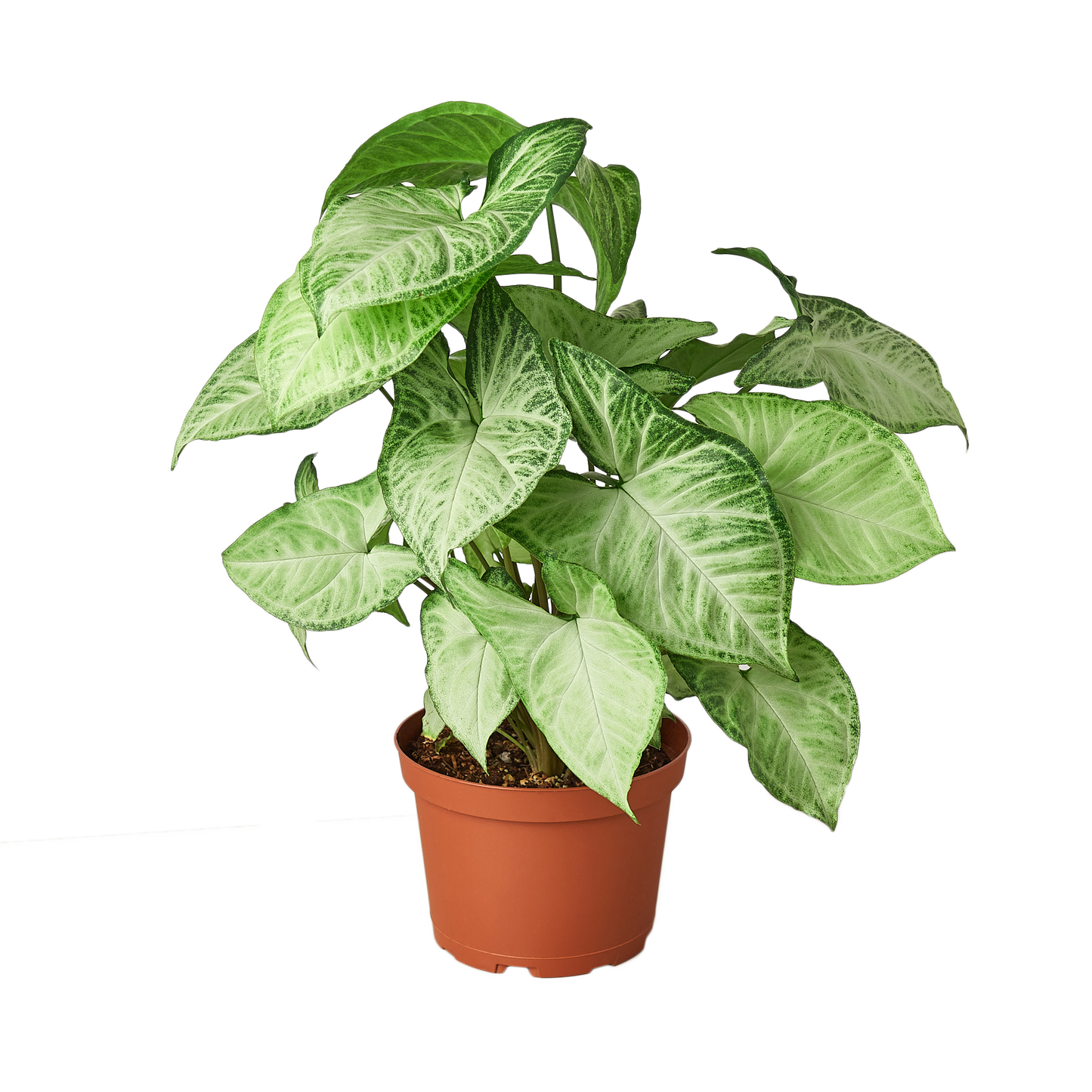 Syngonium White Butterfly - 6"