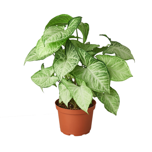 Syngonium White Butterfly - 6"