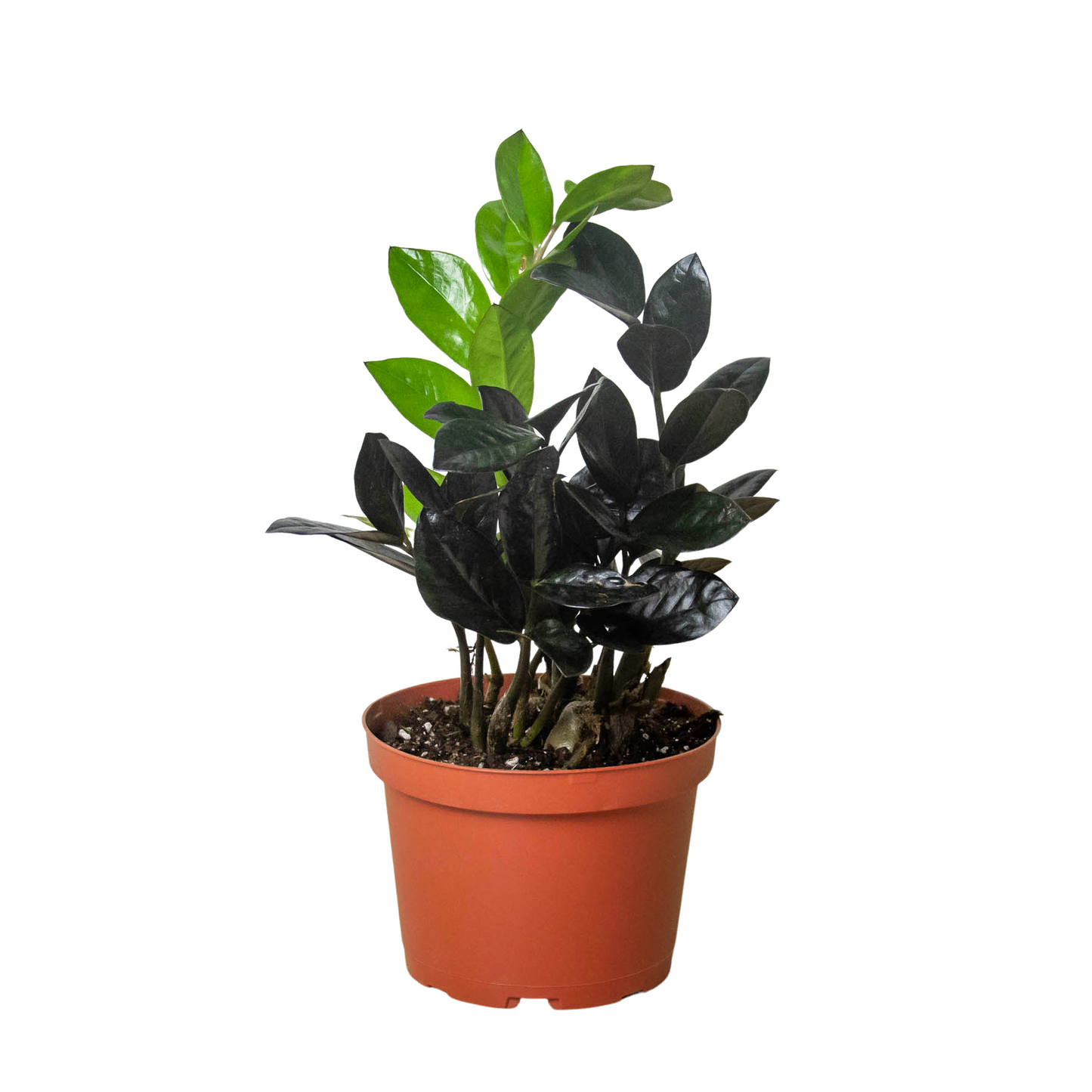 Black Queen ZZ Plant Live Houseplant
