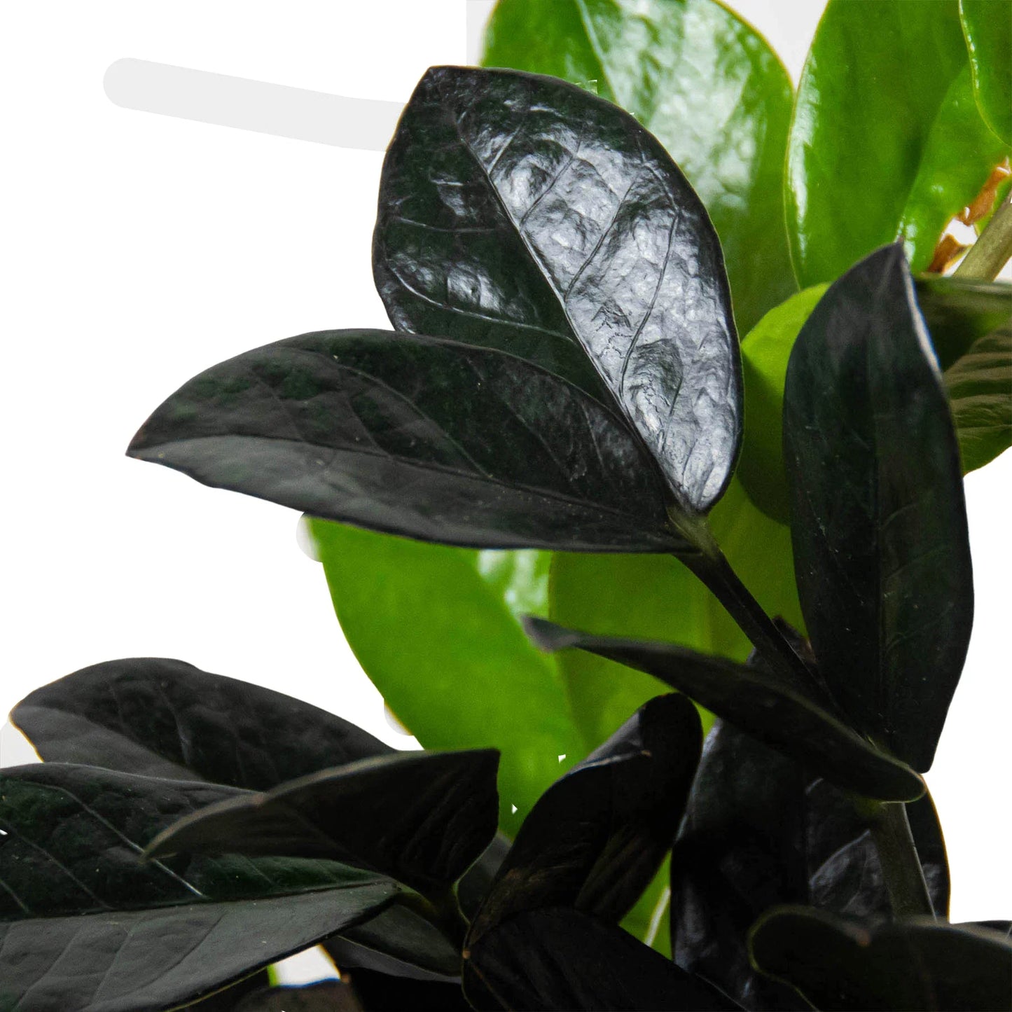 Black Queen ZZ Plant Live Houseplant