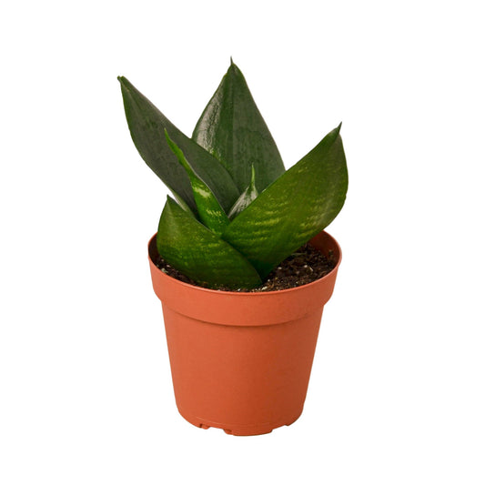Jade Snake Plant Live Houseplant