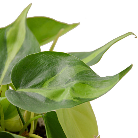 Brasil Philodendron Live Houseplant – 6 Inch Pot