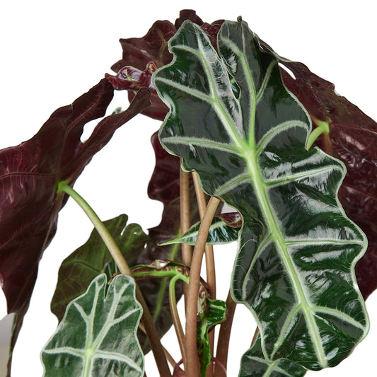 Alocasia Polly African Mask Live Plant – 4 Inch Pot