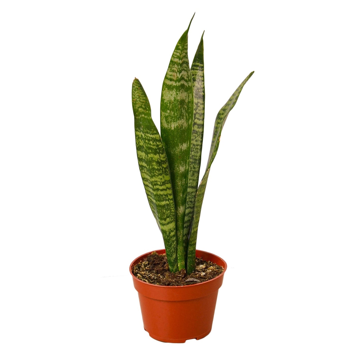 Zeylanica Snake Plant Live Houseplant – 4 Inch Pot
