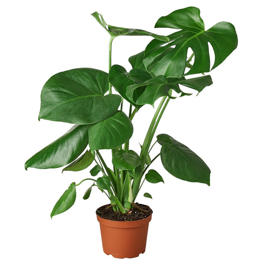 Monstera Deliciosa Live Plant – 6 Inch Pot