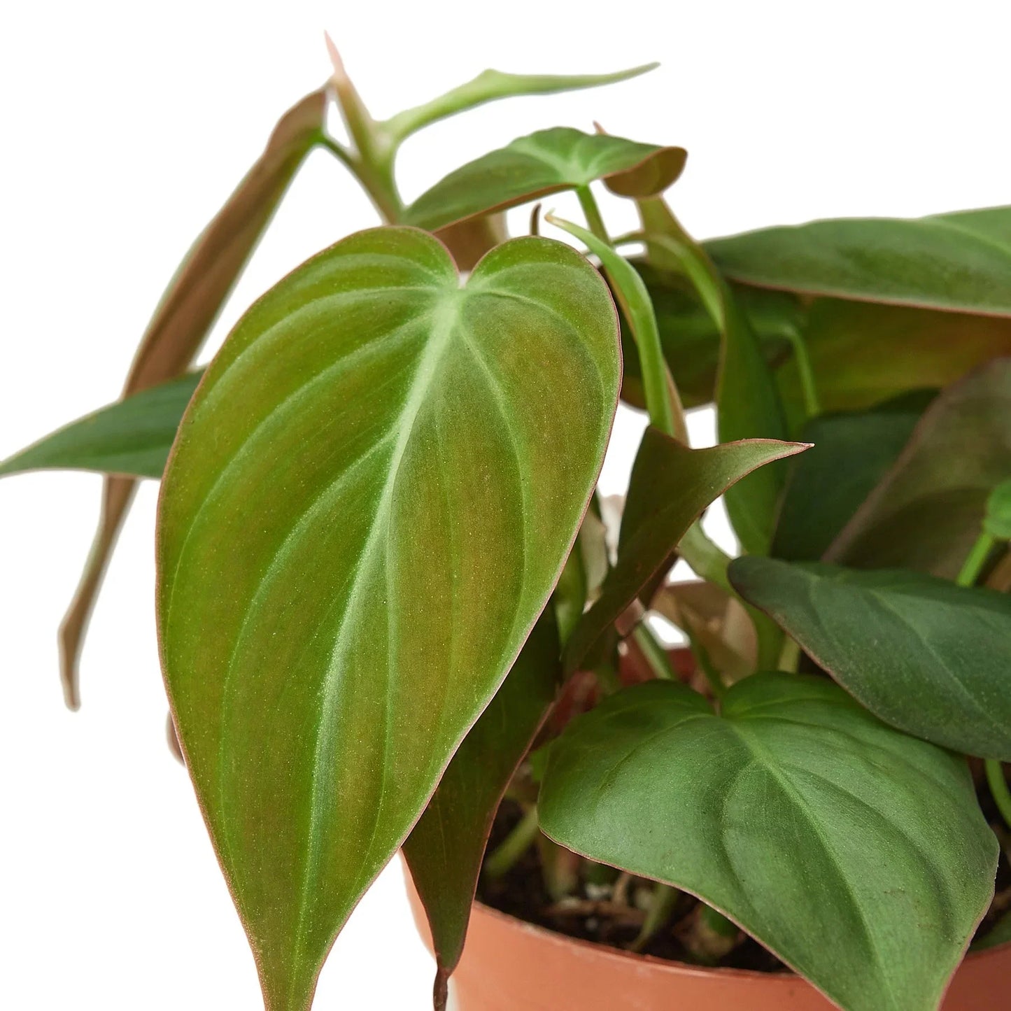 Philodendron Micans Live Plant – Velvet Heartleaf