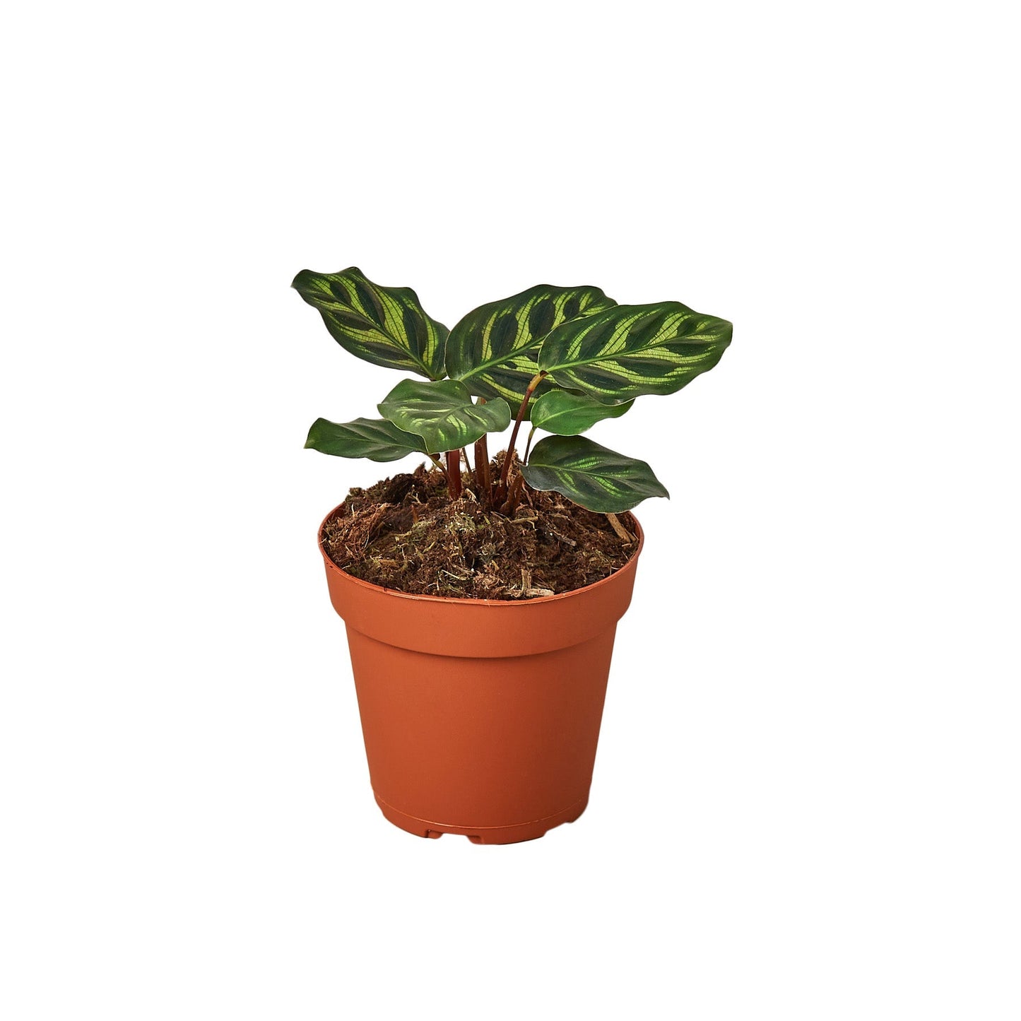 Calathea Makoyana Peacock Plant – 4 Inch Pot