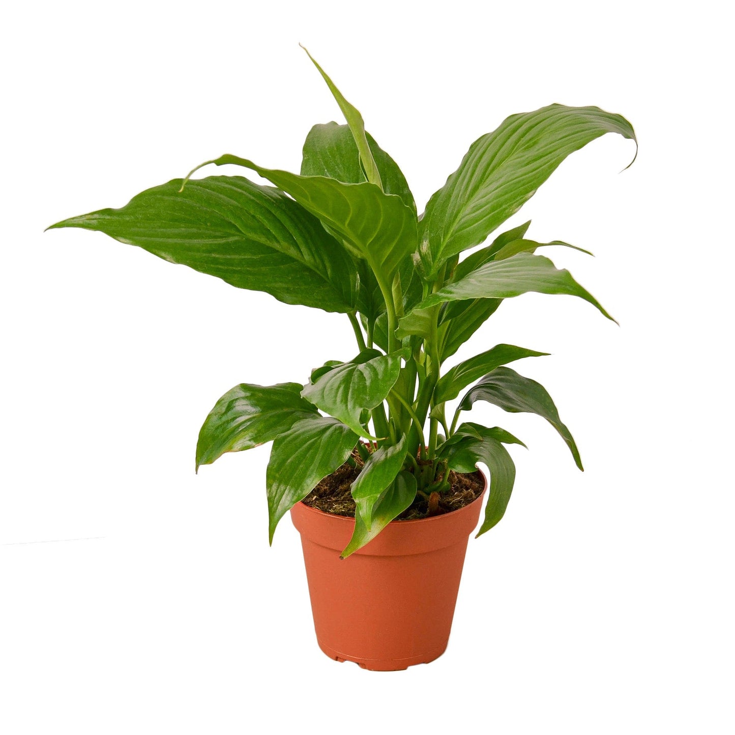 Peace Lily Live Houseplant – 4 Inch Pot