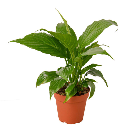 Peace Lily Live Houseplant – 4 Inch Pot