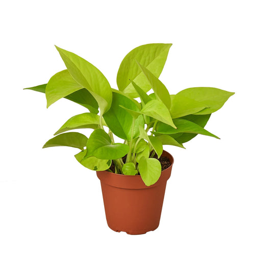 Neon Pothos Live Houseplant – 4 Inch Pot