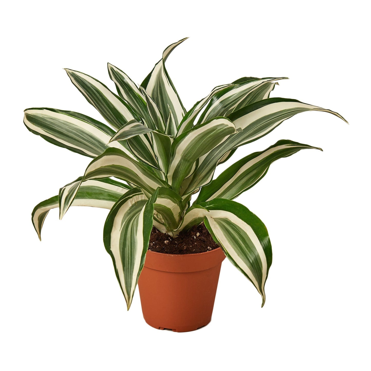 Dracaena Warneckii White Jewel Live Plant – 4 Inch Pot