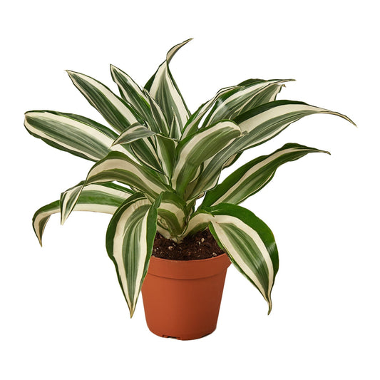 Dracaena Warneckii White Jewel Live Plant – 4 Inch Pot