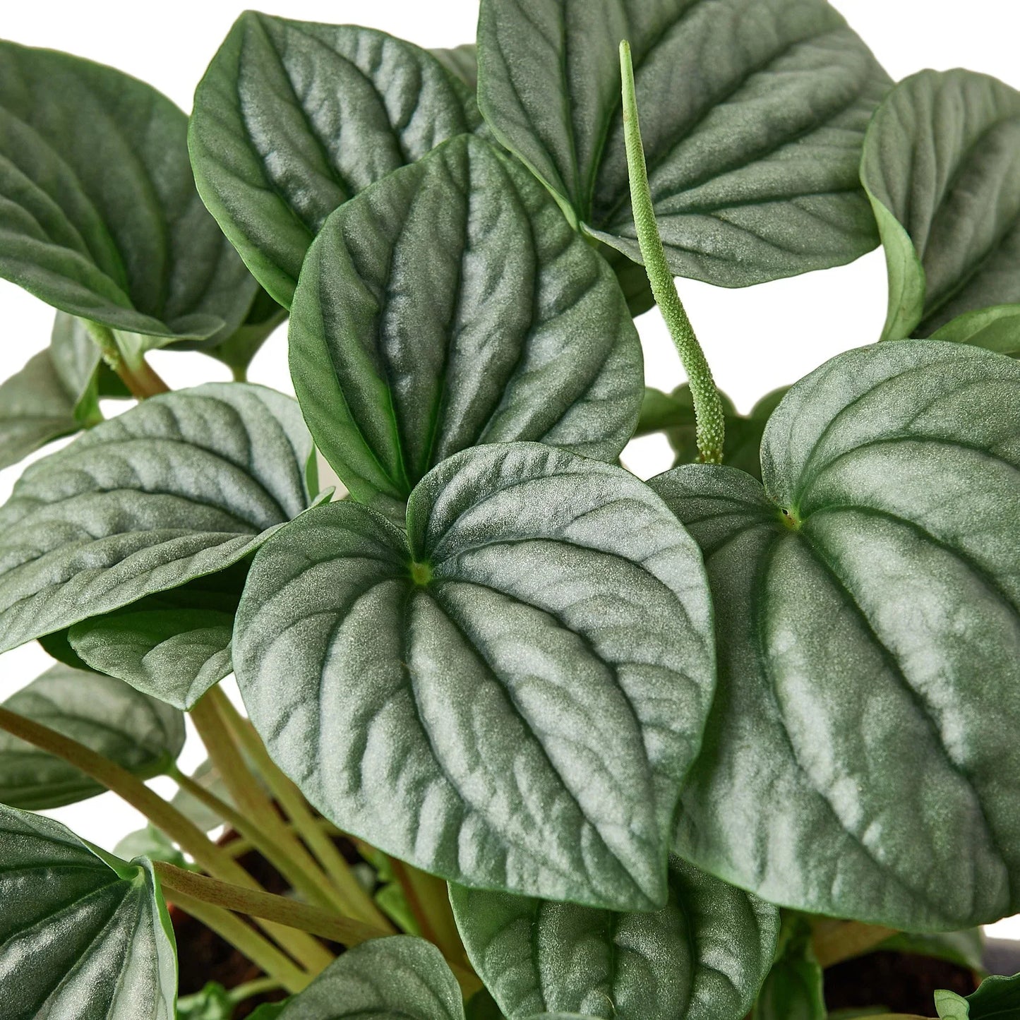 Peperomia Frost Live Houseplant