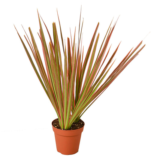 Dracaena Colorama Live Plant – 4 Inch Pot