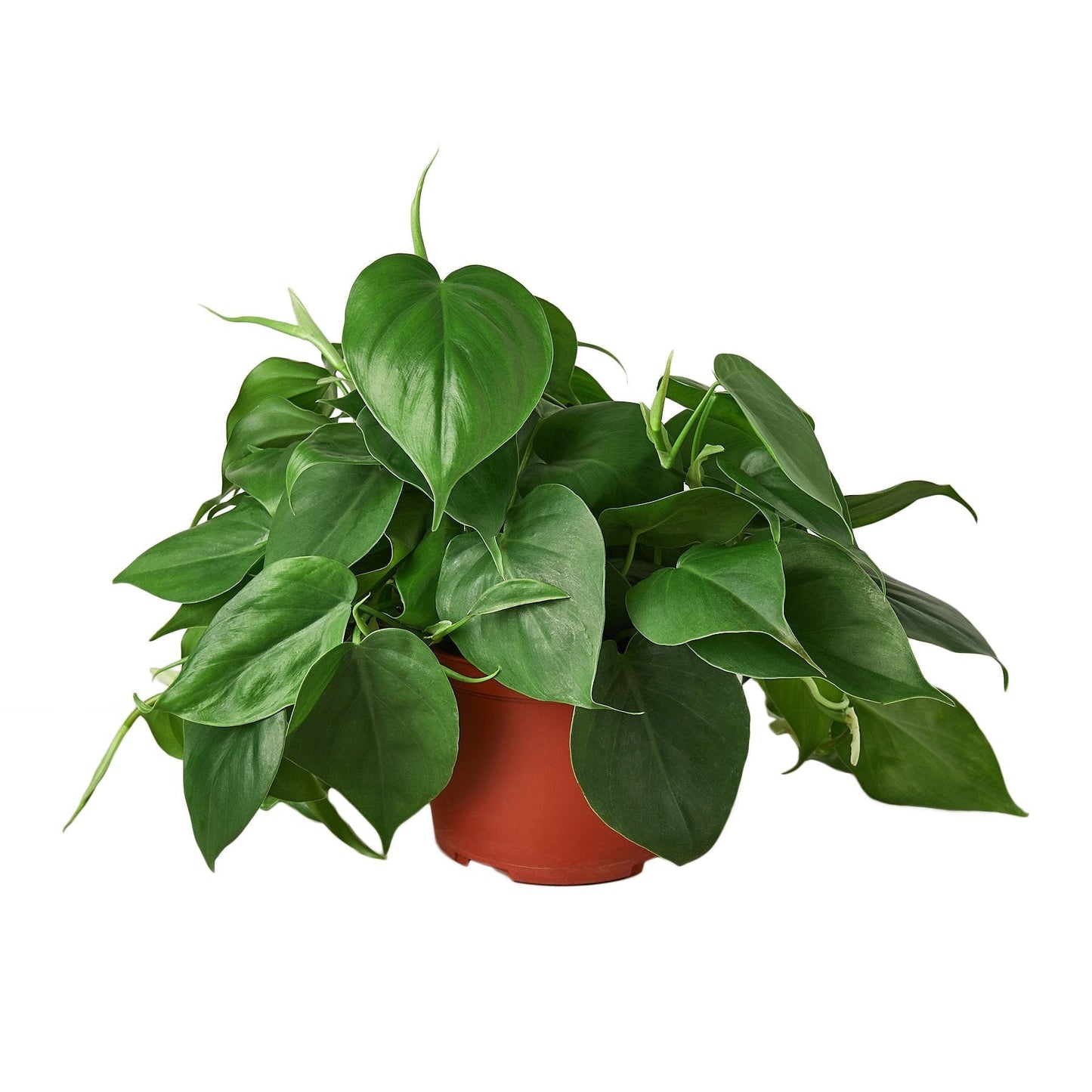 Cordatum Heartleaf Philodendron Live Plant – 6 Inch Pot