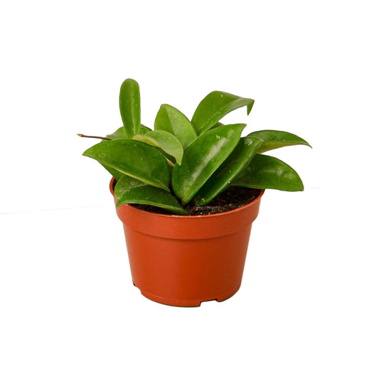 Hoya Carnosa Live Wax Plant – 4 Inch Pot
