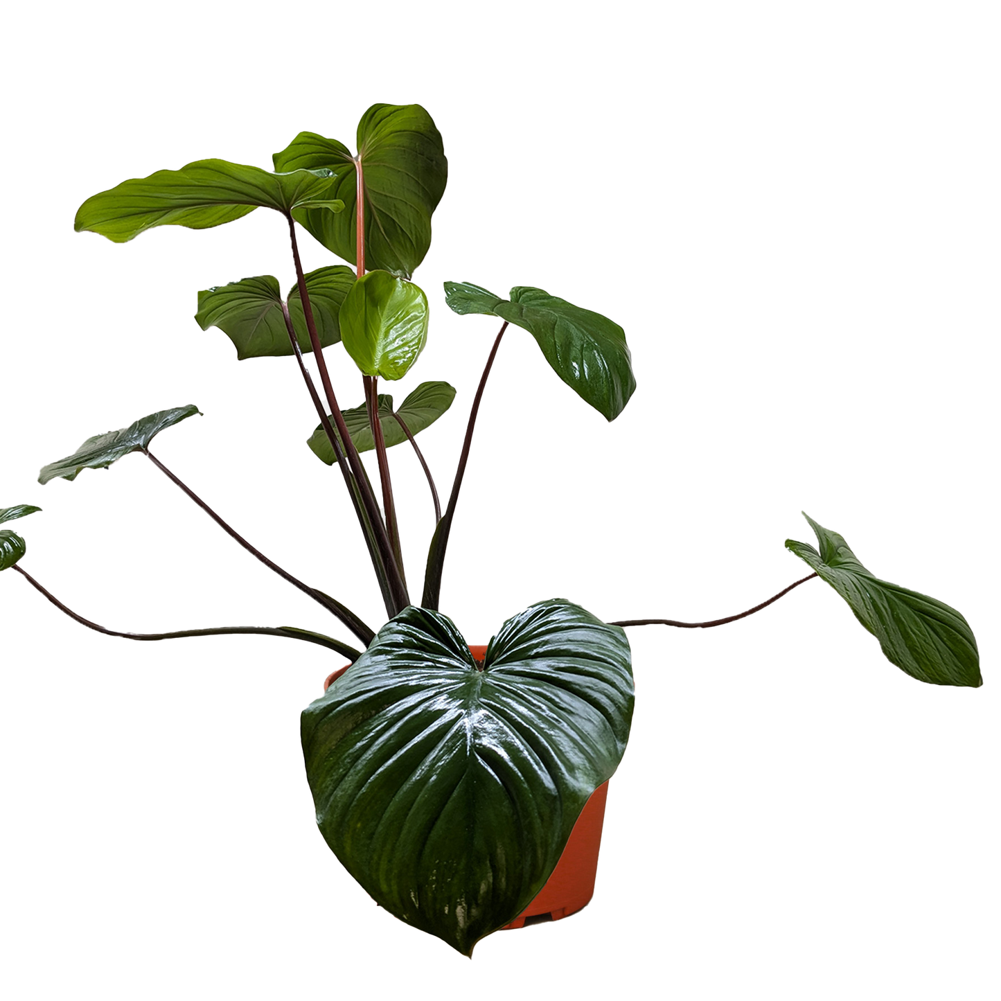 Homalomena Emerald Gem Live Houseplant