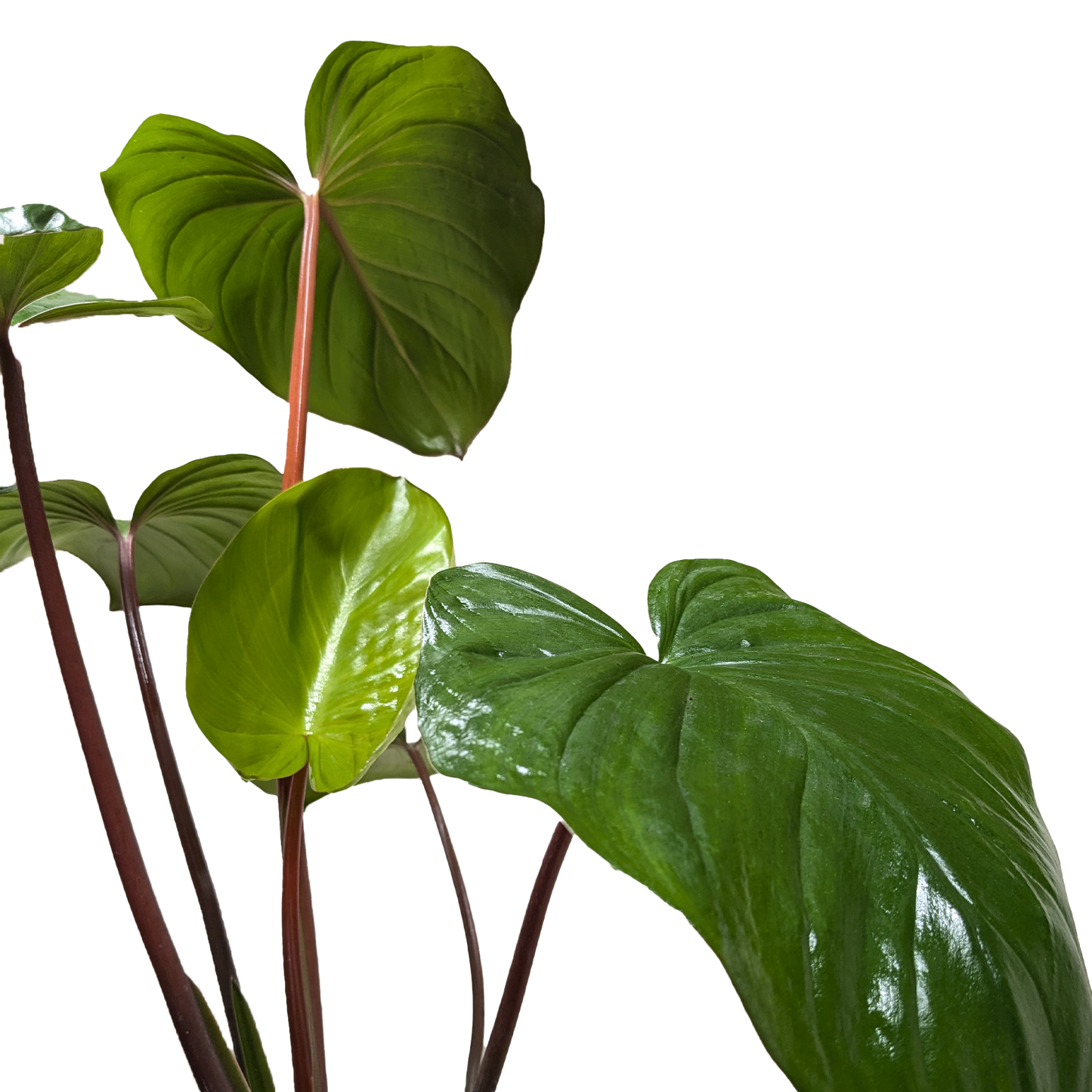 Homalomena Emerald Gem Live Houseplant