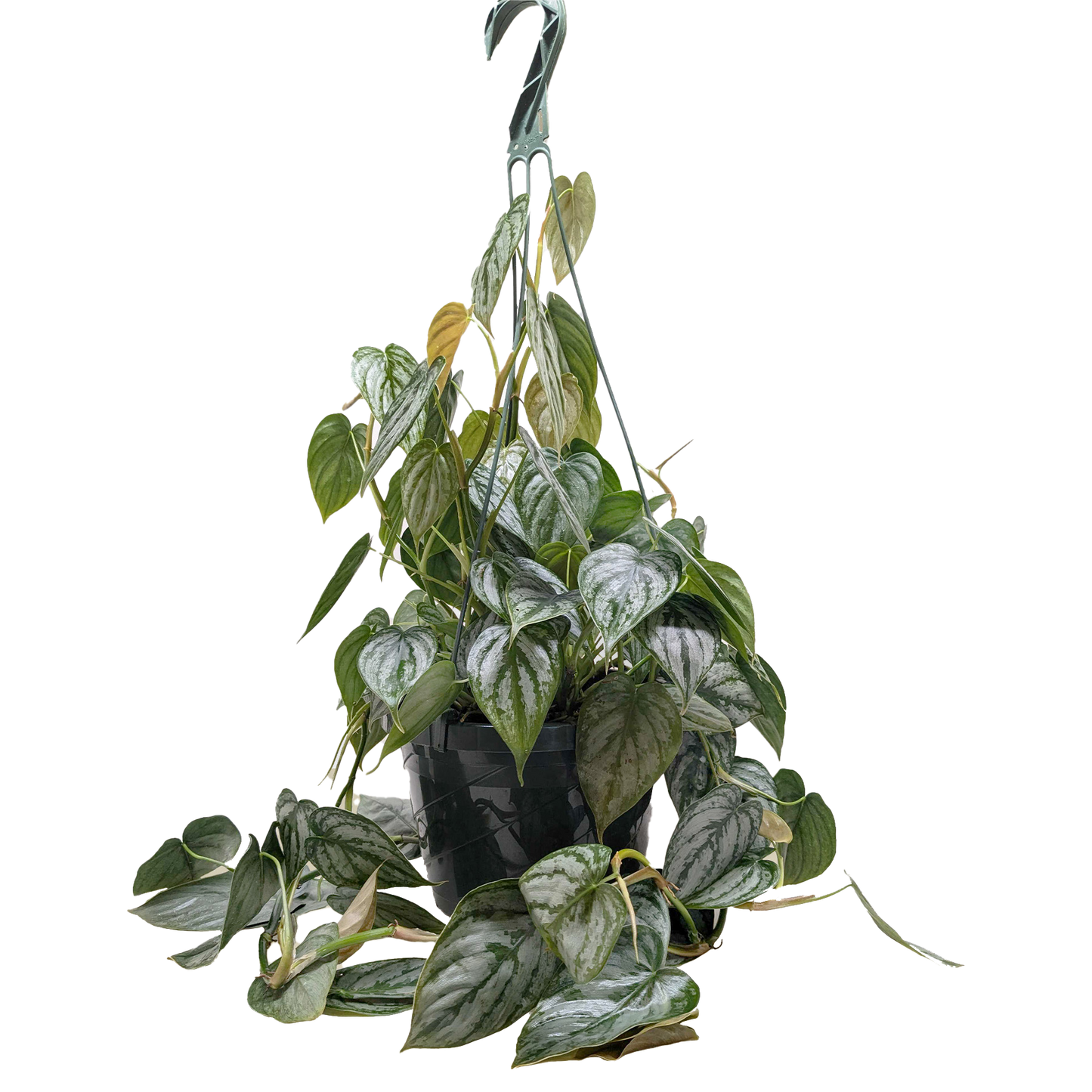 Brandianum Philodendron Live Houseplant – 4 Inch Pot