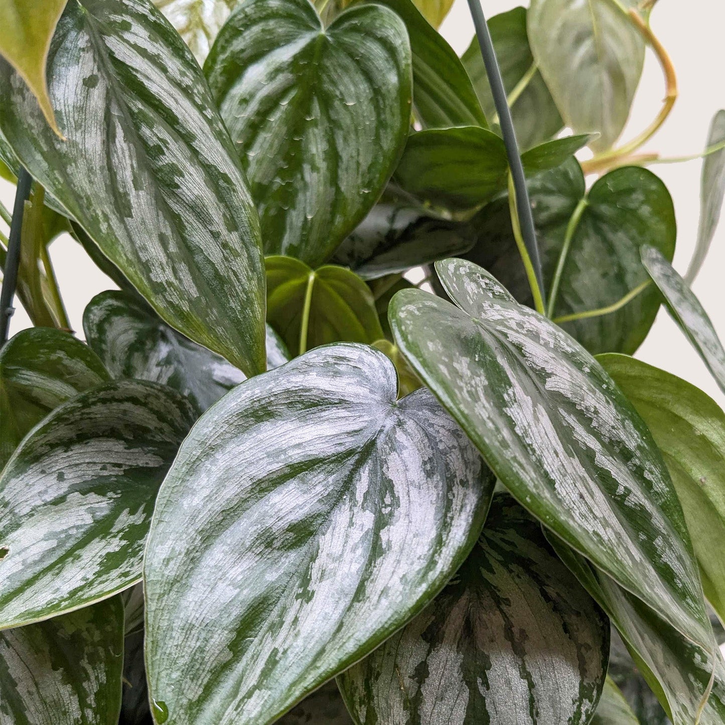 Brandianum Philodendron Live Houseplant – 4 Inch Pot
