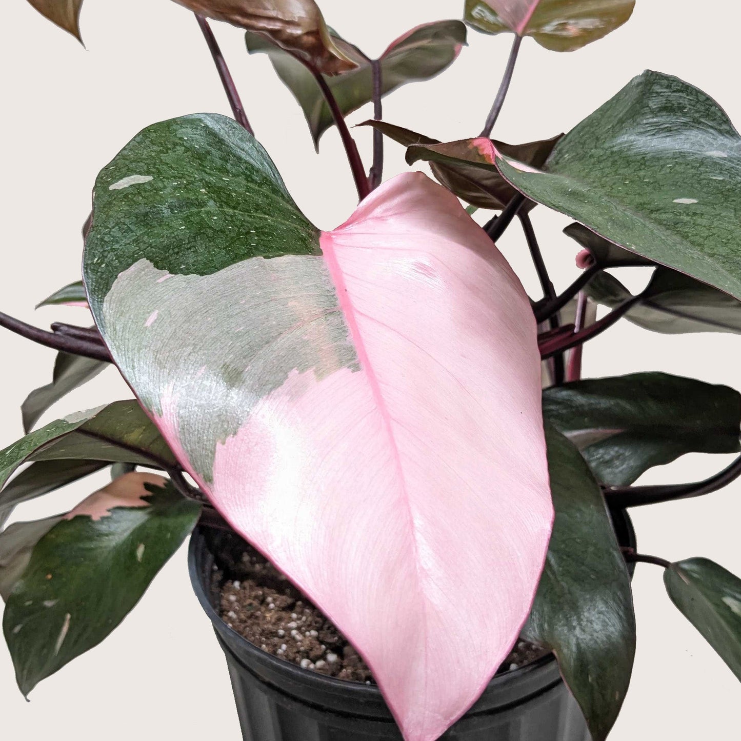Pink Princess Philodendron Live Houseplant
