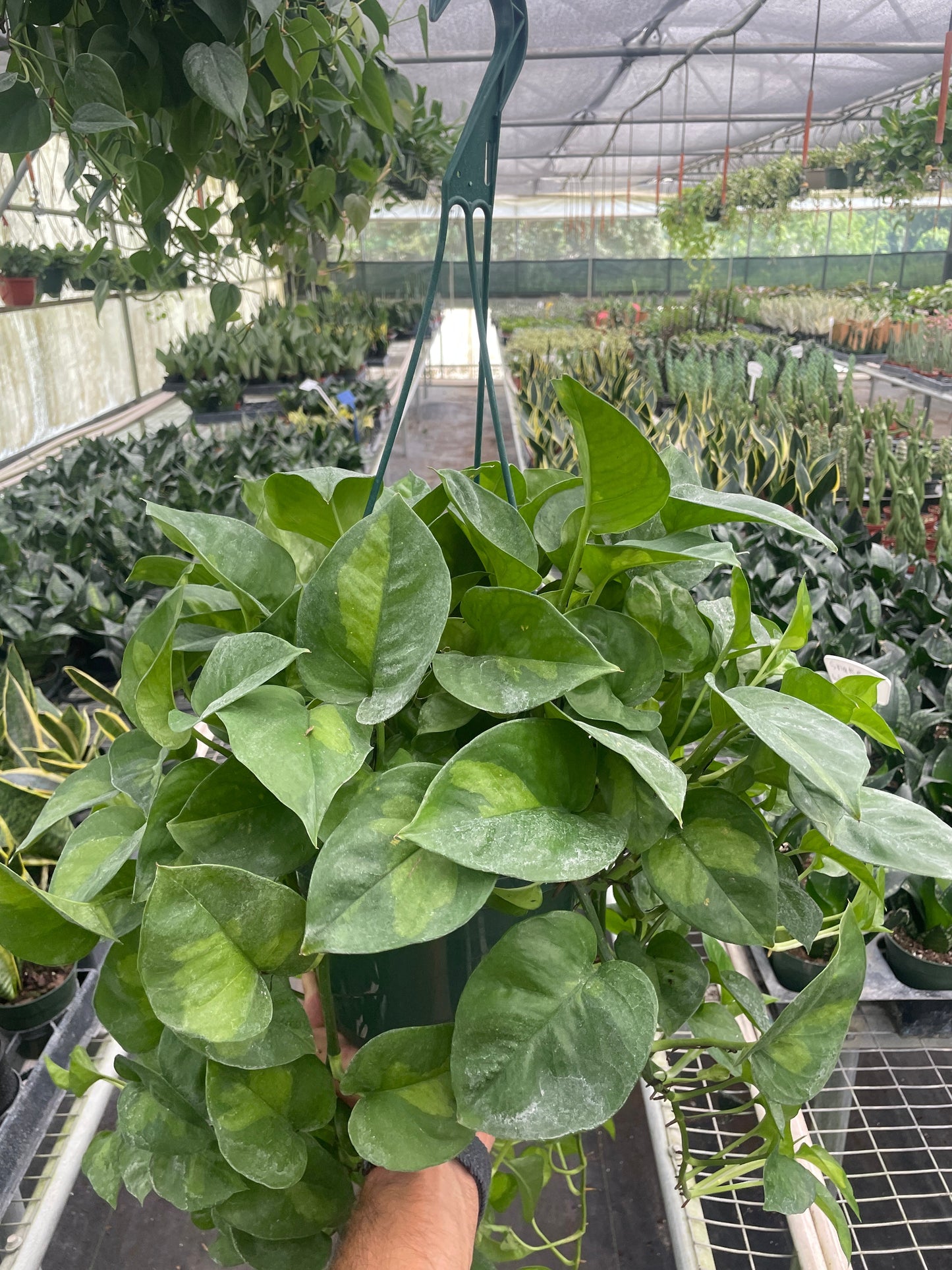 Global Green Pothos Live Houseplant
