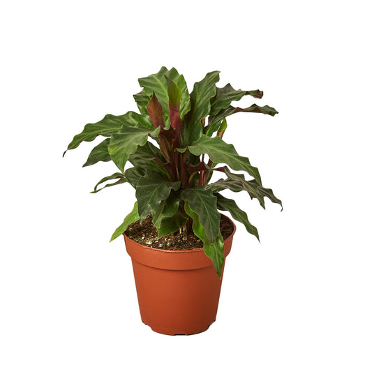 Calathea Furry Feather Live Prayer Plant – 4 Inch Pot