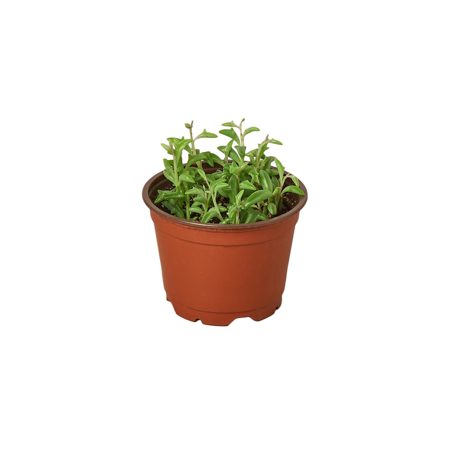 String of Dolphins Live Trailing Succulent