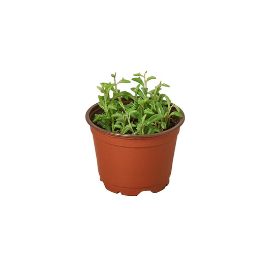 String of Dolphins Live Trailing Succulent