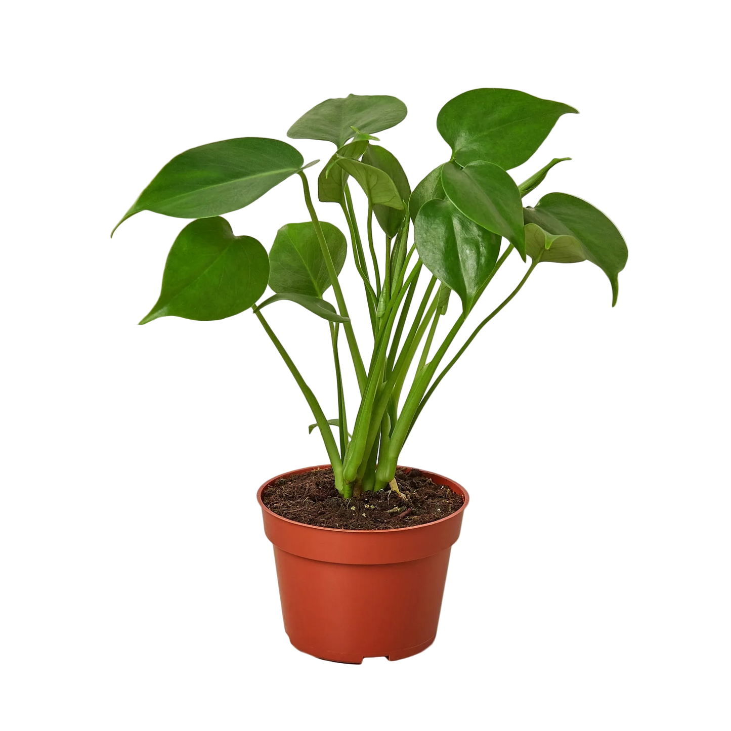 Monstera Deliciosa Live Plant – 4 Inch Pot