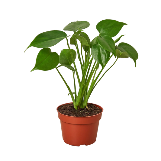 Monstera Deliciosa Live Plant – 4 Inch Pot