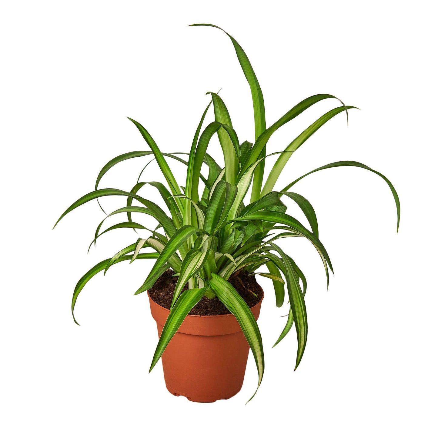 Hawaiian Spider Plant Live Houseplant – 4 Inch Pot