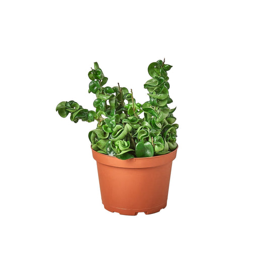 Hoya Hindu Rope Plant Live Wax Plant – 6 Inch Pot