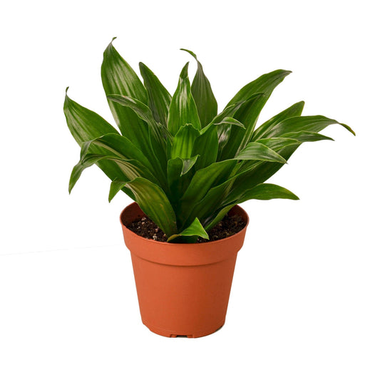 Dracaena Janet Craig Live Plant – 4 Inch Pot