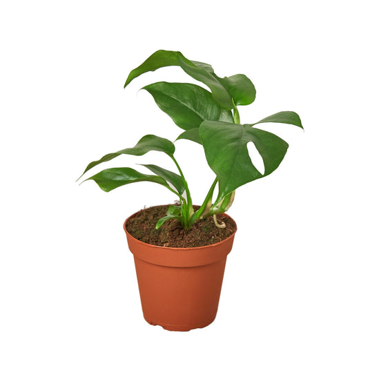 Monstera Minima Live Houseplant – 4 Inch Pot