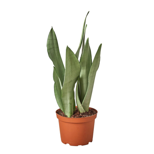 Moonshine Snake Plant Live Houseplant – 6 Inch Pot