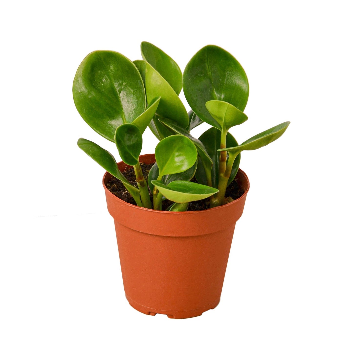 Peperomia Thailand Live Plant – 4 Inch Pot