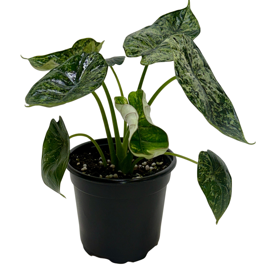 Alocasia Dragon Scale Mint Rare Houseplant