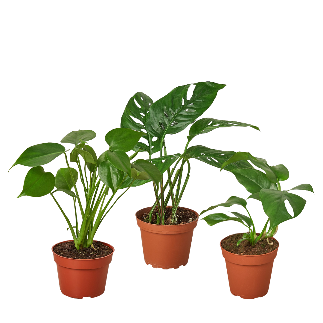 Monstera Live Plant Bundle – Set of 3 Houseplants