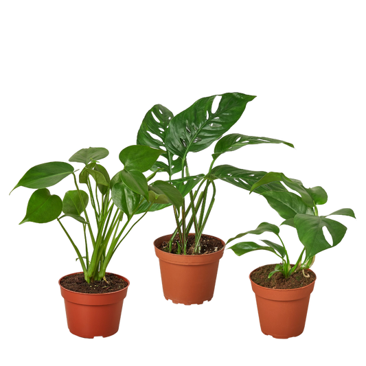 Monstera Live Plant Bundle – Set of 3 Houseplants