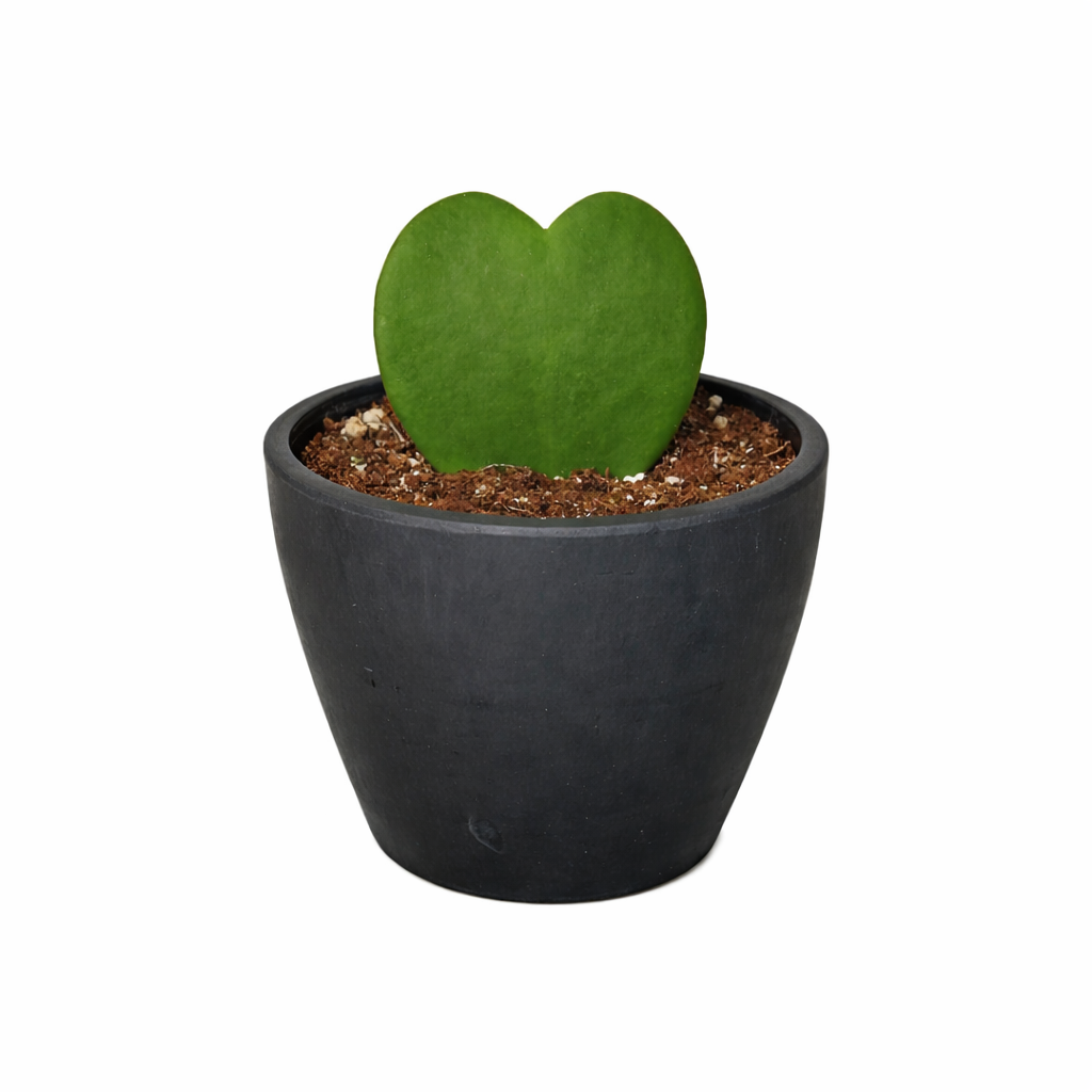 Sweetheart Hoya Live Houseplant